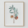 Peach Branch Kunsttryk af El buen limón